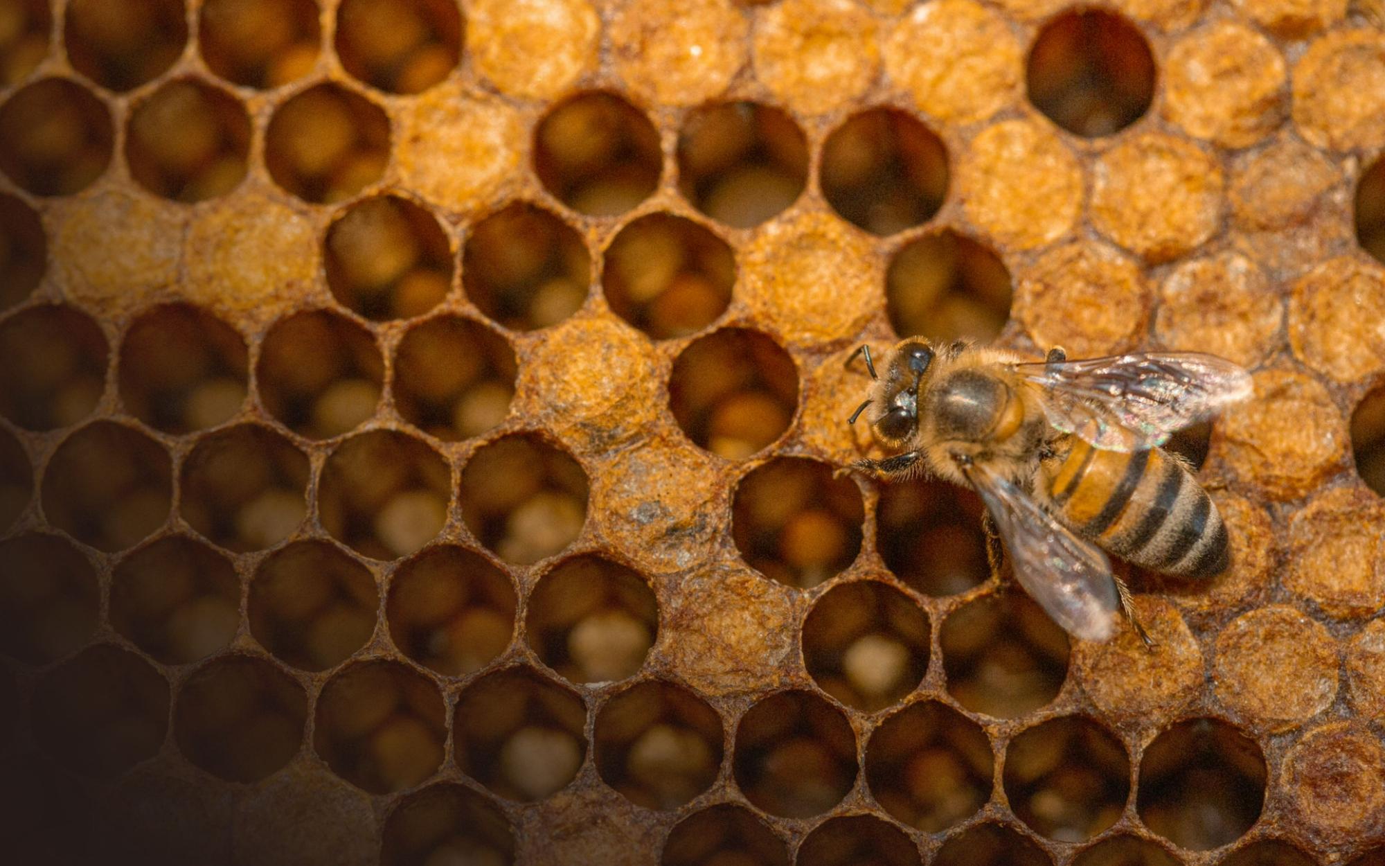Triangular cooperation promotes honey in Mozambique