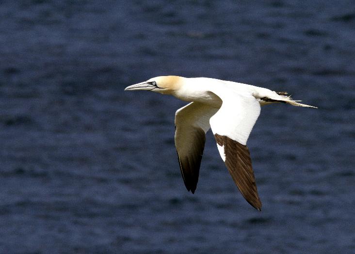 O estado do Oceano em análise: CE3C contribui para relatório global da ONU