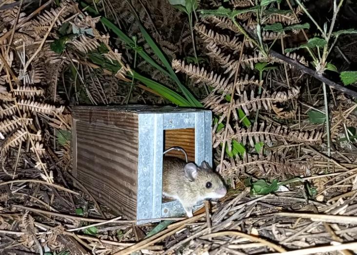 Da ciência ao bem-estar animal: Maílis Carrilho estuda o impacto do cativeiro em ratos-do-campo