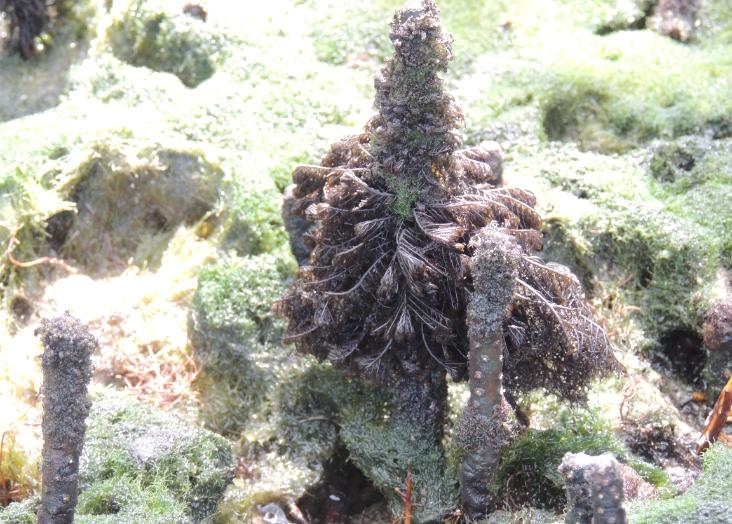 Publicado primeiro levantamento de macroalgas no Parque Nacional Marinho João Vieira e Poilão, na Guiné-Bissau