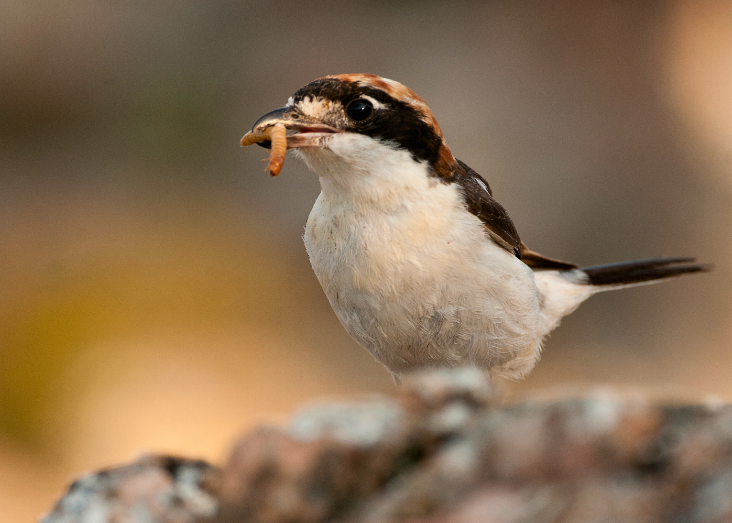 Alunos de licenciatura criam primeiro Livro Vermelho da Herdade da Ribeira Abaixo