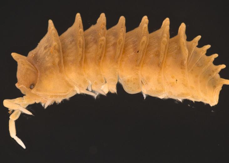Eluma cristata: discover Portugal's latest and most famous species of woodlouse