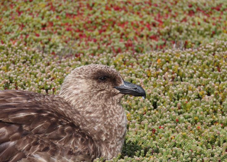 CE3C researchers reveal contrasting trends in the two largest colonies of the Falkland brown skua