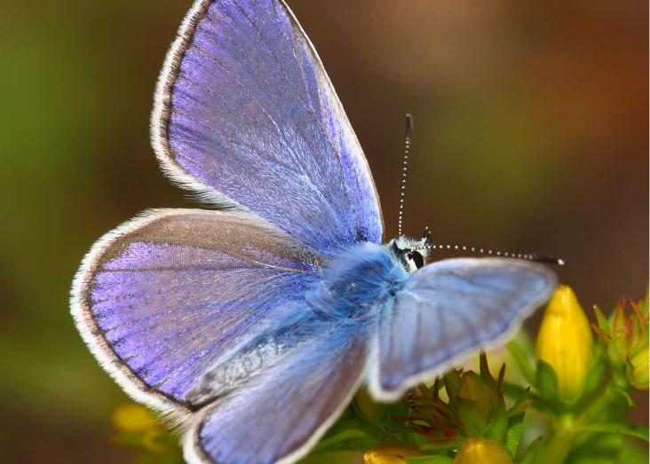 Why do we protect the most beautiful butterflies?