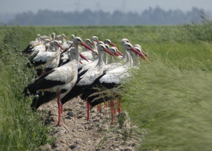 Conflito ou Coexistência? Novo estudo avalia a perceção dos agricultores sobre as aves aquáticas em Portugal Papers