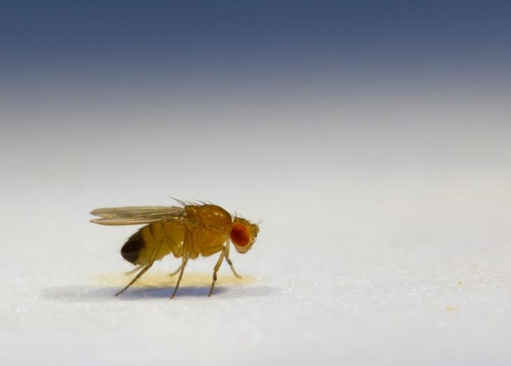 New model in flies helps to study a gene linked to neurological disorders