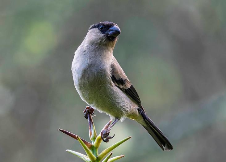 Da quase extinção ao código da vida: CE3C revela o genoma de uma das aves mais raras dos Açores