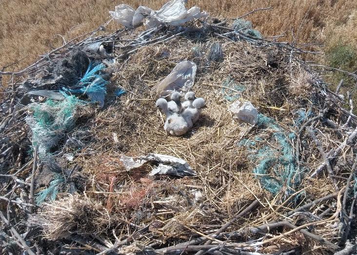 Synthetic ropes used by storks in their nests are killing the chicks