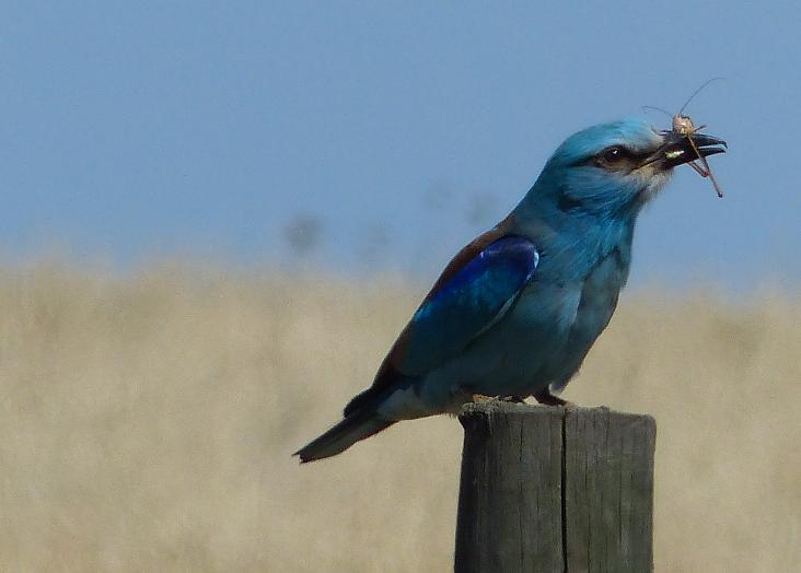 European roller: Endangered species is growing in numbers but losing territory, study finds