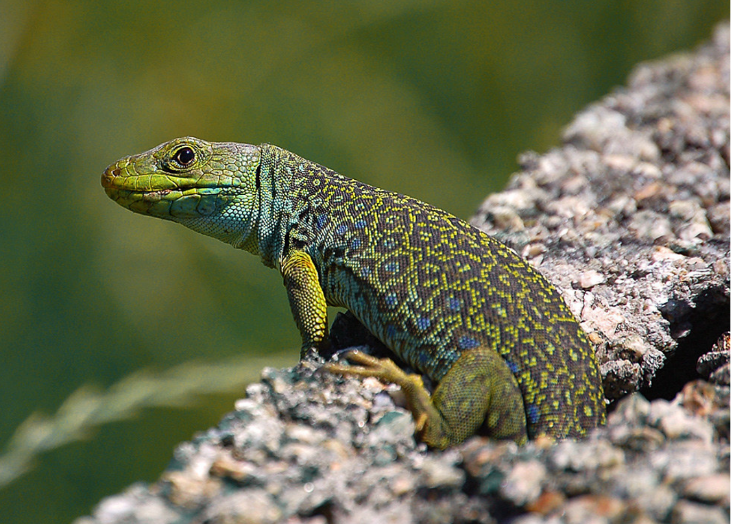 CE3C e a nova Estratégia Nacional de Conservação da Natureza e Biodiversidade 2030