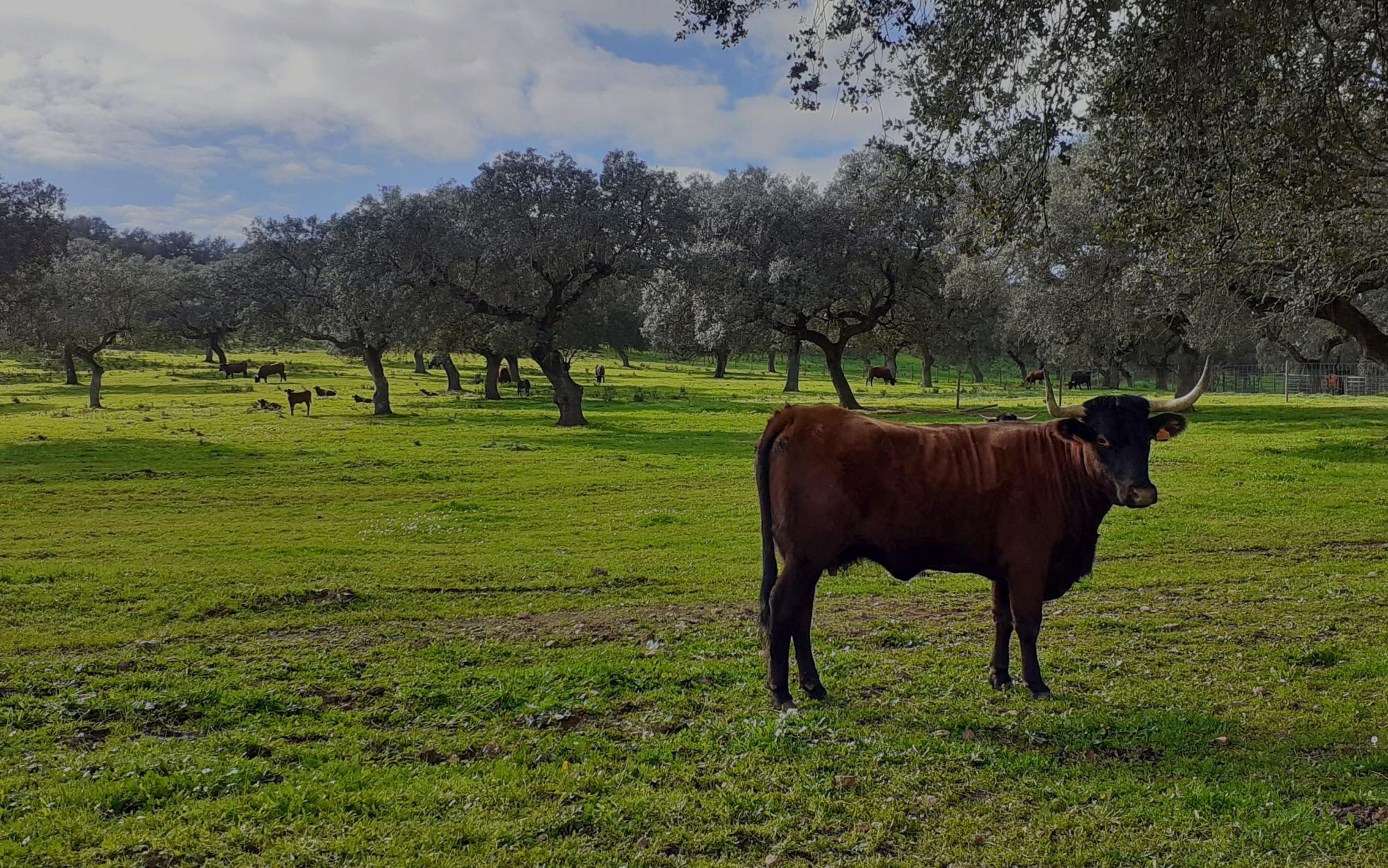 Paisagem alentejana de montado com gado