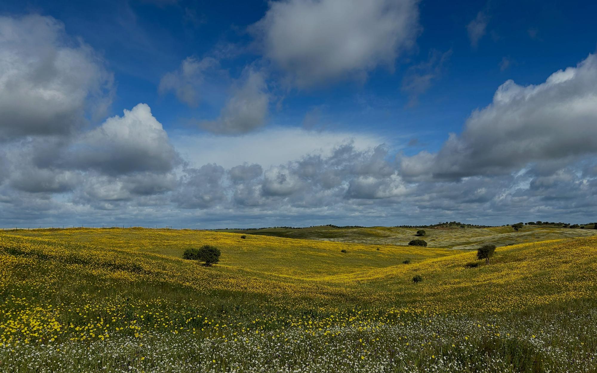 Conferência final do projeto Adapt for Grazing
