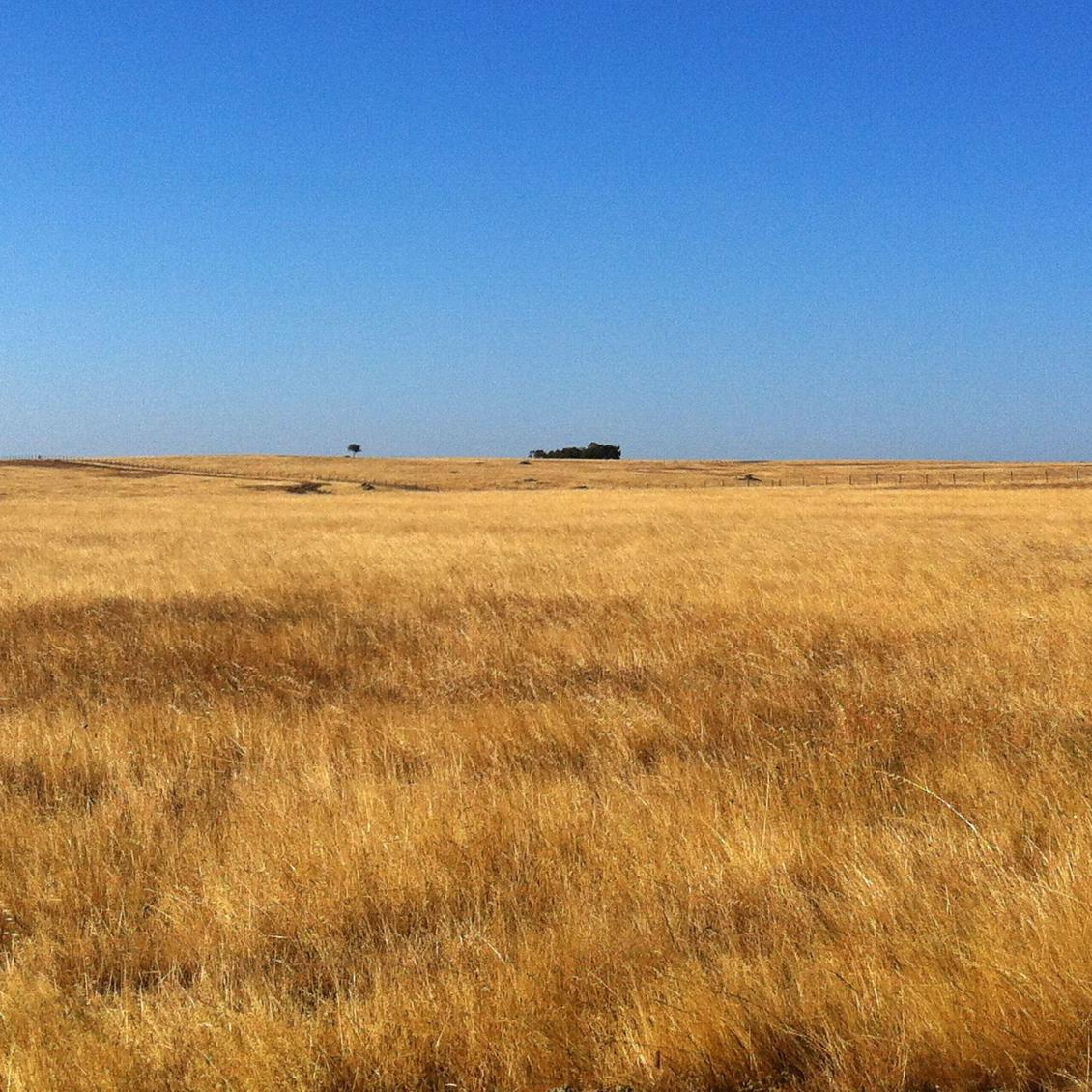 Gestão de vegetação