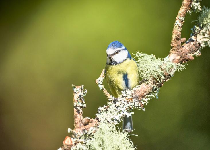 Hands on Functional Diversity: from Ecological Indicators to Ecosystem Services 2025/2026