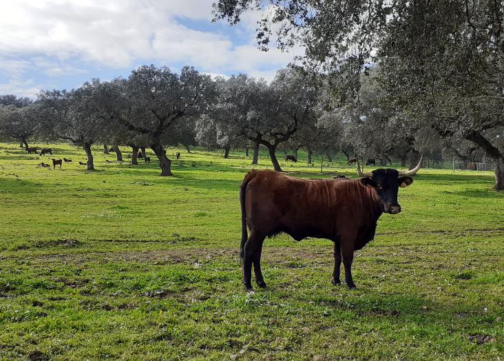Resiliência das pastagens: da ciência à prática - conferência final do projeto Adapt for Grazing