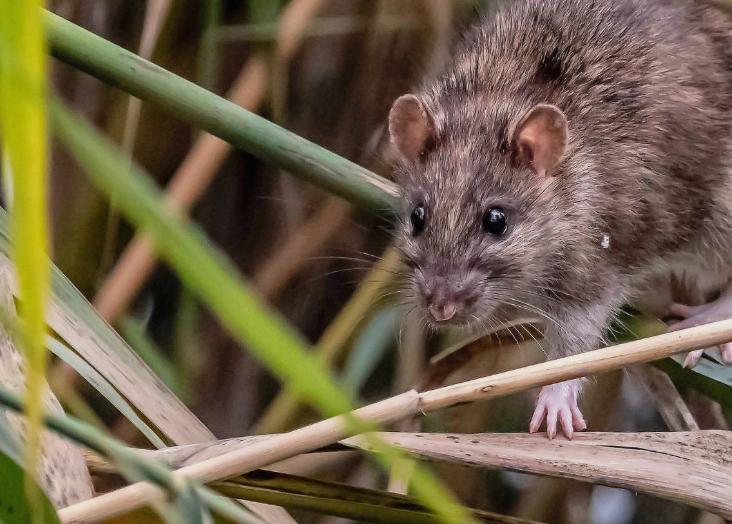 A toxic chain: exposure to anticoagulant rodenticides in pest rodents and non-target raptors