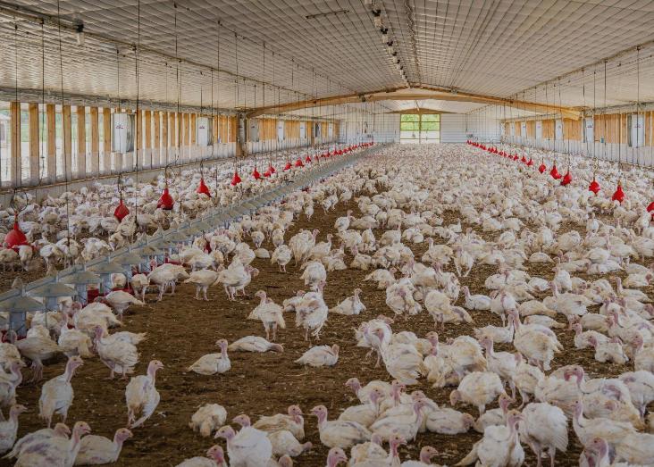 Poultry dust as reservoirs of fungal pathogens: A hidden transboundary health concern