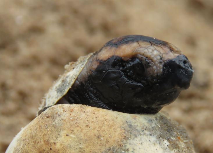 New Insights into Turtle Ecology from a Key Atlantic Hotspot