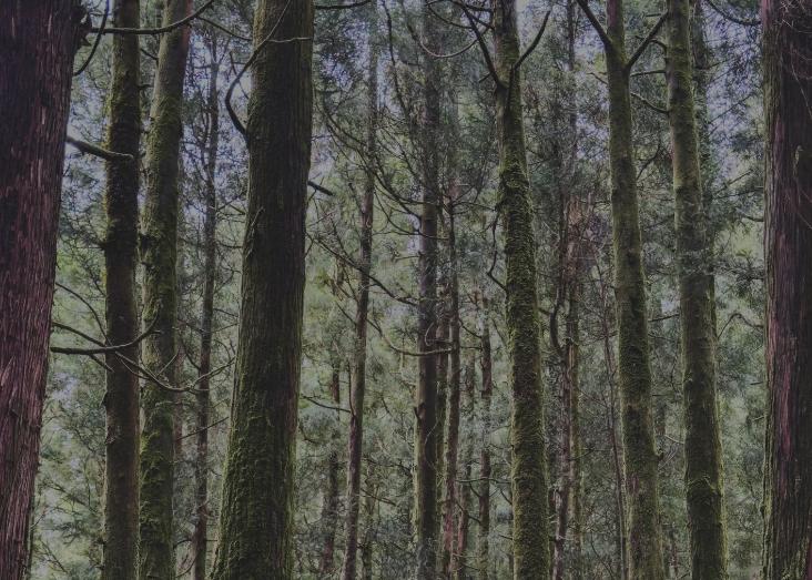 Can verticality influence macroecology patterns? A study on Macaronesia forest spiders