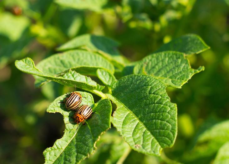 Effects of pesticides and alternative food for natural enemies on pest control