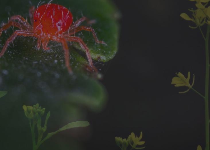 From ecological interactions to evolutionary change within and across trophic levels