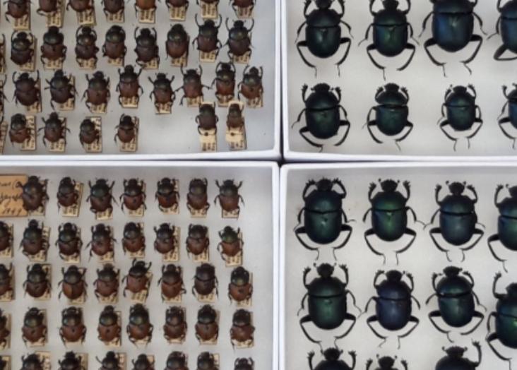 Natural History Collections and Their Role as Scientific Infrastructures in Biodiversity Research