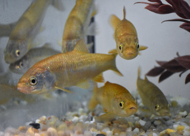 Novo protocolo para a proteção de espécies fluviais portuguesas ameaçadas