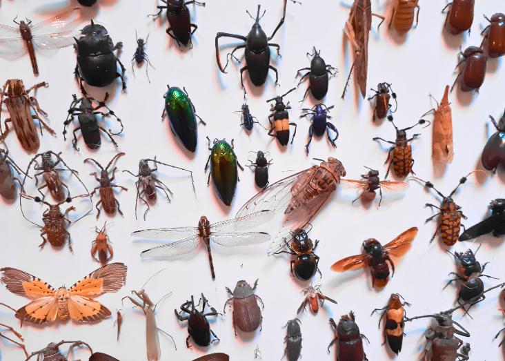Entomology: Insect diversity and decline 2025/2026