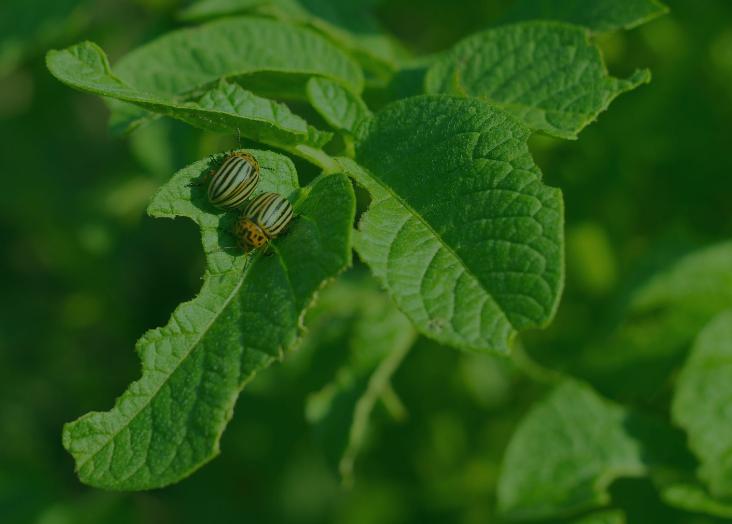 E3Talk with Dr A.R.M. (Arne) Janssen, Institute for Biodiversity and Ecosystem Dynamics, University of Amsterdam