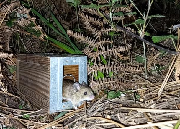 Da ciência ao bem-estar animal: Maílis Carrilho estuda o impacto do cativeiro em ratos-do-campo