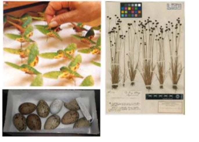 Natural History Collections and Biodiversity 2020-2021