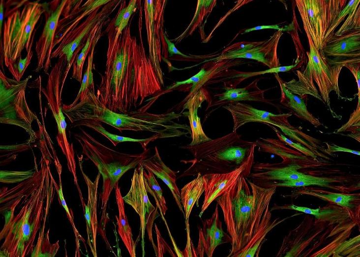 Hands-on training on protein and glycan detection by fluorescence microscopy 2023-2024