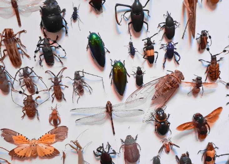 Entomology: Insect diversity and decline 2023-2024