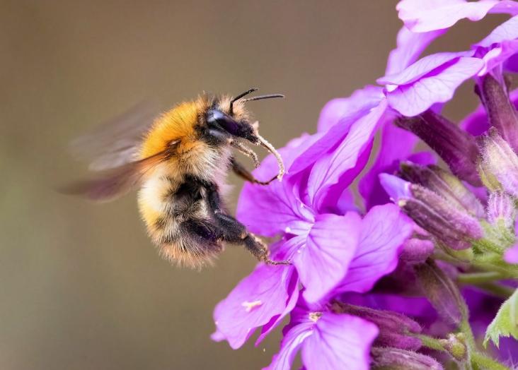 Monitoring pollinators: butterflies, hoverflies and bees 2023-2024
