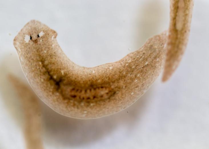 Are Planarians Immortal?
