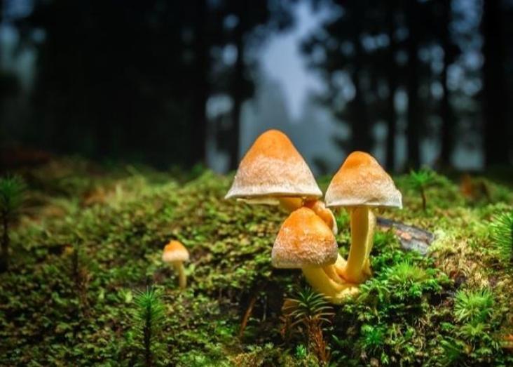 CE3C SEMINAR I - 2026-2027