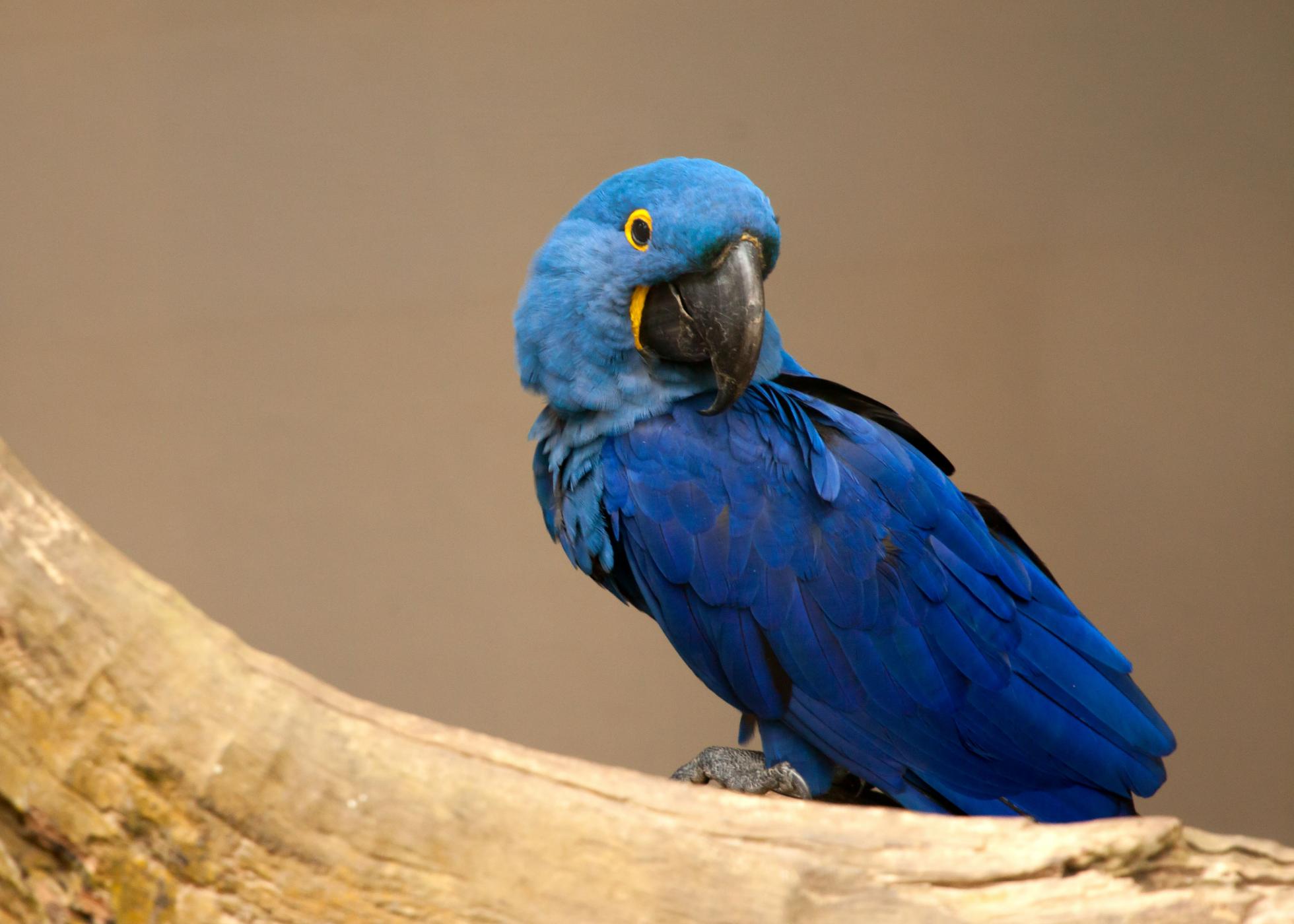 Idiomas da vida: estudo coloca português como língua prioritária para a conservação da biodiversidade à escala global