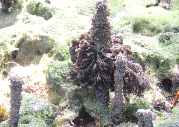 Publicado primeiro levantamento de macroalgas no Parque Nacional Marinho João Vieira e Poilão, na Guiné-Bissau