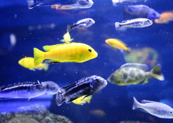 Introgression dynamics of sex-linked chromosomal inversions shape the Malawi cichlid adaptive radiation