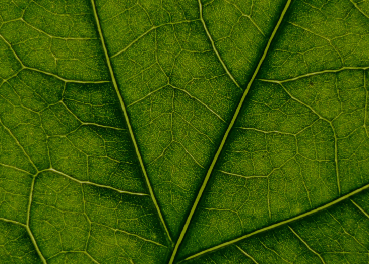 The Post Office, Helicopters, and the International Space Station: New Approaches to Plant Physiological Ecology The Post Office, Helicopters, and the International Space Station: New Approaches to Plant Physiological Ecology