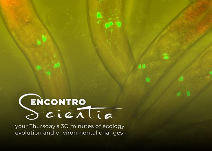 The C. elegans model in experimental evolution at the EEG lab