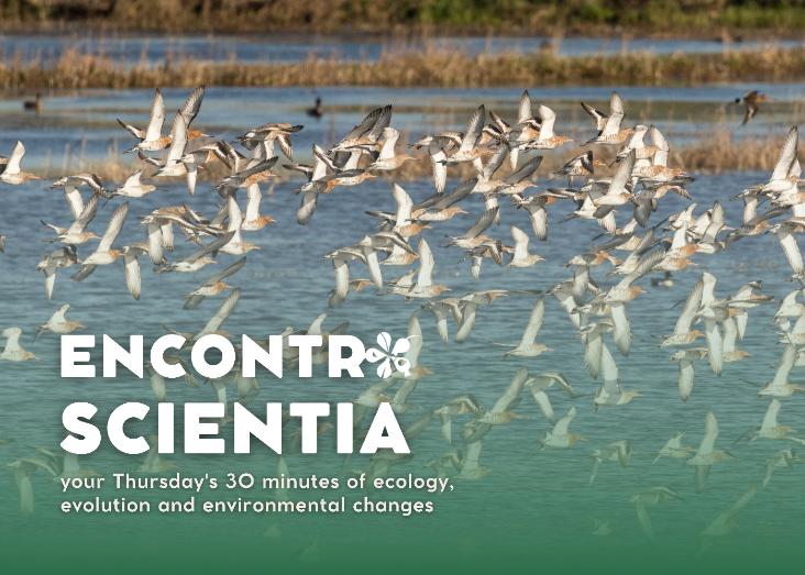 Identifying important sites for migratory waterbirds from a connectivity perspective: a case study in the East Atlantic Flyway