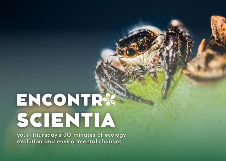 Vertical distribution of spider of different colonization origin in Macaronesia native forests Vertical distribution of spider of different colonization origin in Macaronesia native forests