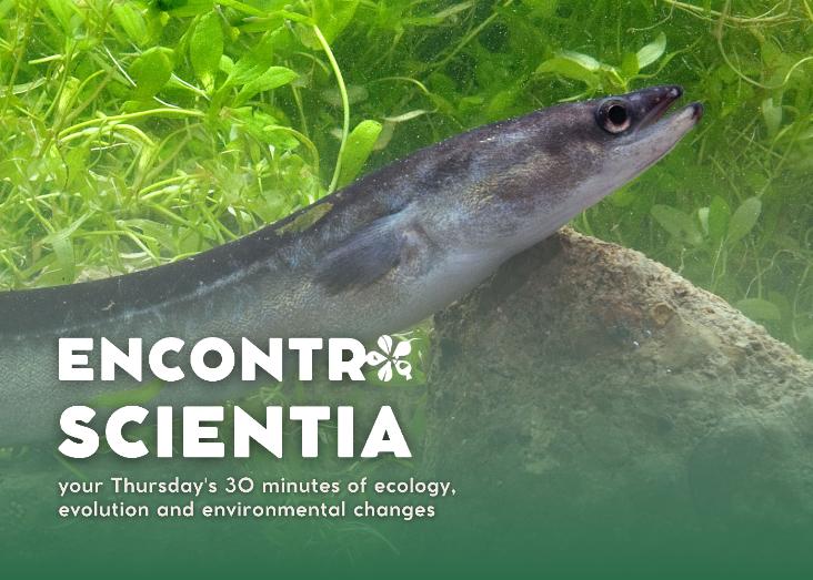 The relevance of the Azores for the European Eel