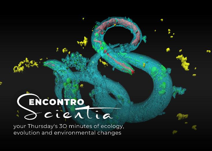 The evolution of developmental biases explains 80 million years of divergent phenotypic rates