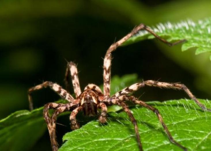 Long-term monitoring of Azorean Arthropods and IUCN Red and Green Listing Long-term monitoring of Azorean Arthropods and IUCN Red and Green Listing