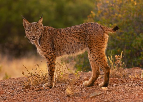 Lince ibérico. População cresce 20% num ano Lince ibérico. População cresce 20% num ano