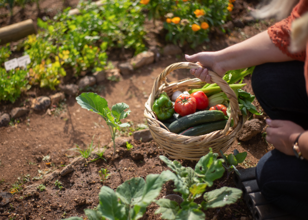 Rotas para a Sustentabilidade: CE3C-CIÊNCIAS e Turismo de Portugal promovem práticas alimentares sustentáveis em 17 municípios