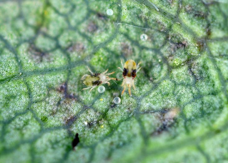 How adaptation to a novel environment shapes coexistence mechanisms