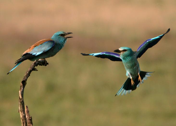 Evidence-based conservation of the European Roller in Portugal: challenges and opportunities to save a species from the brink of extinction